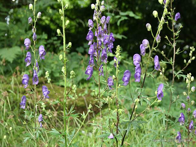 Blauer Eisenhut