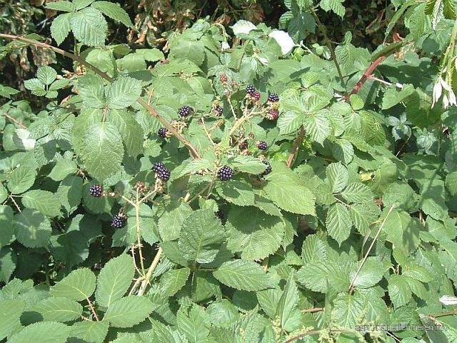 Brombeere Heilpflanze