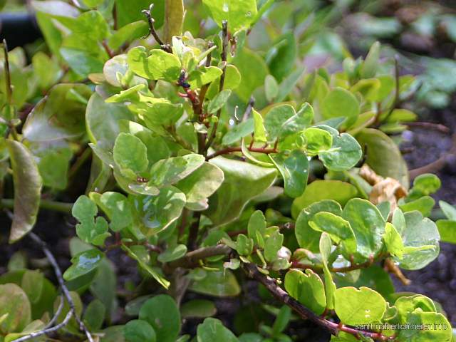 Echter Kapernstrauch Heilpflanze