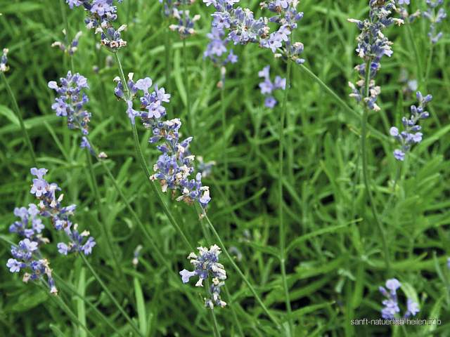 Echter Lavendel Lavander