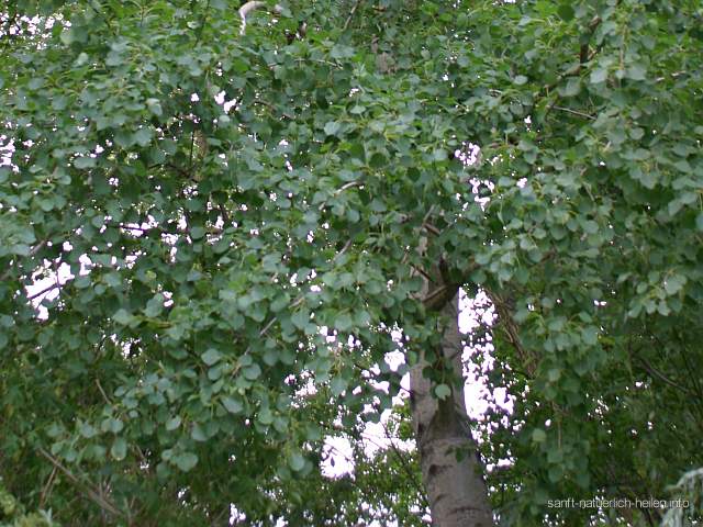 Espe Aspe Zitter-Pappel