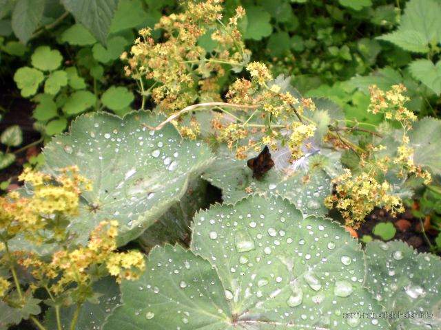 Frauenmantel Frauenhilf Frauenrock