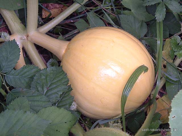 Gartenkürbis Kulturpflanze