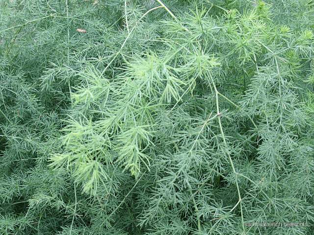 Gemeiner Spargel Gemüsespargel Garten-Spargel