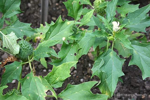 Gemeiner Stechapfel Weißer Stechapfel
