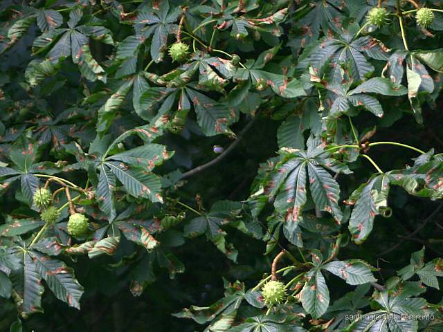 Gewöhnliche Rosskastanie Gemeine Rosskastanie