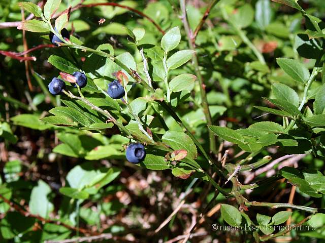 Heidelbeere Blaubeere Heubeere
