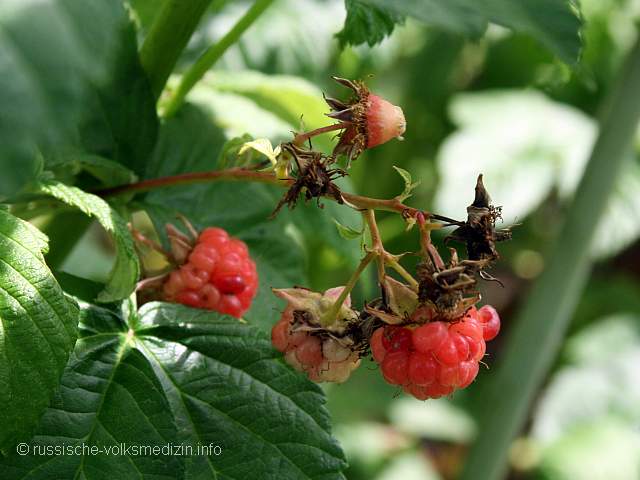 Himbeere Heilpflanze