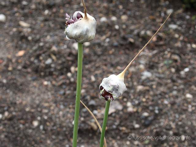 Knoblauch Heilpflanze