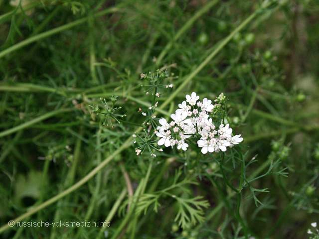 Koriander Gartenkoriander Gewürzkoriander