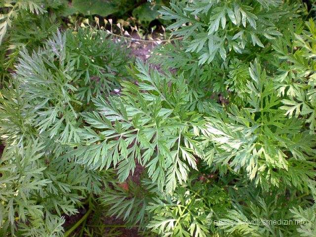 Möhre Gartenmöhre Karotte